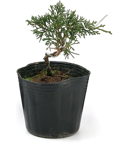 Amazon.co.jp: 盆栽苗：斑入真柏* : DIY・工具・ガーデン