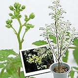 国華園　山菜苗　今夏実付き予定　朝倉サンショウ　5号鉢　1鉢【※発送が国華園からの場合のみ正規品です】