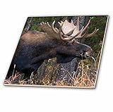 Danita Delimont – カナダ – Alberta野生生物、Shiras Bull Moose – タイル 6-Inch-Ceramic ct_226667_2