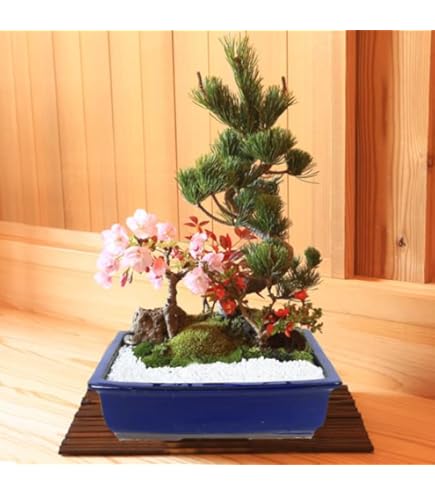 黒松　 盆栽 　盆栽鉢　陶器鉢 Amazon.co.jp: 盆栽：黒松（モダン陶器鉢 ）*苔と砂付き くろ