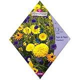 [世界遺産シャンボール城にちなむ 春・秋まき 花タネ]シャンボールガーデンミックス * ノーブランド品