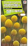 【種子】クラスペディア　グロボーサ 小袋