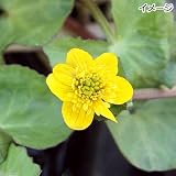 (ビオトープ/水辺植物)エンコウソウ(猿喉草)(1ポット) 本州・四国限定[生体]