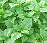 Big leaf green basil seed selling organic vegetable 100seed
