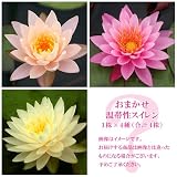 (ビオトープ/睡蓮)おまかせ温帯性品種睡蓮(スイレン) 色指定なし(1株)×4種(合計4株) 本州・四国限定[生体]