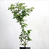 オオデマリ 樹高40cm前後 単品