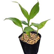 Amazon.co.jp: [ 山菜 ] ミョウガ苗 3.5寸ポット : DIY・工具