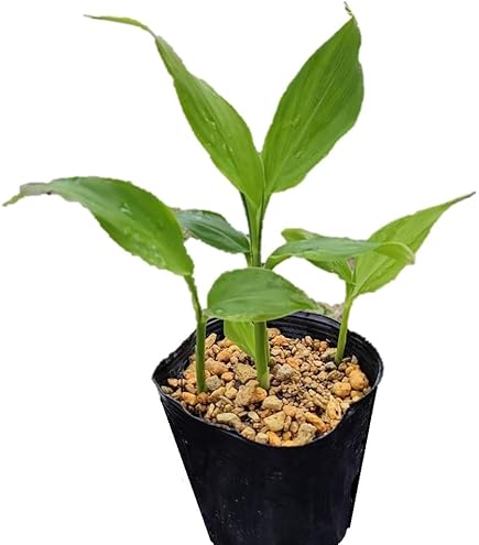 Amazon.co.jp: 秋みょうが 2株 種株 種球根 家庭菜園 みょうが