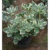 フイリフッキソウ 3号ポット