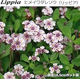ヒメイワダレソウ (リッピア Lippia) 10.5cmポット苗 3ポットセット