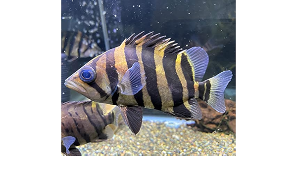 古典 約3 5ｃｍ 1匹 プラスワン ショートボディダトニオ スマトラ産 観賞魚