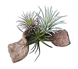 キーストーン 人工観葉植物 ブラウン 約W15×D8×H6cm