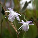 【山野草】イカリソウ「小紫」