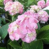 四季咲きアジサイ：霧島の恵み3.5号ポット[初秋にも美しい花が咲くあじさい] ノーブランド品