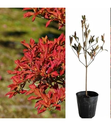 Amazon｜ドウダンツツジ大株現管理70931｜観葉植物 オンライン通販