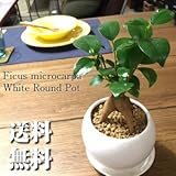 精霊の宿る木★ガジュマル / パーフェクトサークル・ホワイト / Ficus Retusa / Perfect Circle White / インテリア観葉植物 / 鉢植え
