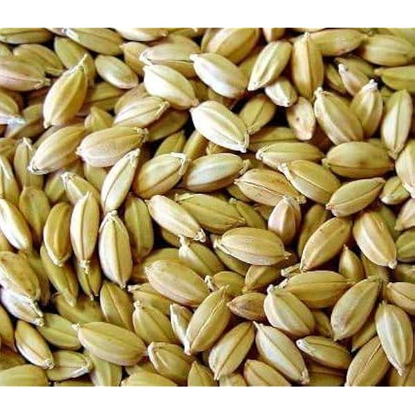 Amazon.co.jp: 種 野菜たね 陸稲種子 陸稲農林24号（うるち） 1