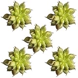50247_3 5パックフェイク多肉植物 Unpotted ビニール人工多肉 人工植物 偽の多肉植物フラワーアレンジメントクラフトメイキング