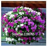 2016 New Arrival 200pcs wholesale Petunia seeds hanging Petunia petals flower seeds plant seeds gard