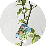 梅 苗木 甲州小梅 12cmポット苗 うめ 苗 ウメ