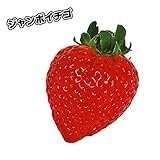 国華園　いちご苗　クイーンベリー　5株【※発送が国華園からの場合のみ正規品です】