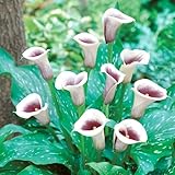 国華園　春植え球根　畑地性カラー　ピカソ外　2球【※発送が国華園からの場合のみ正規品です】