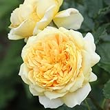 バラ苗 ソンイデジャルダン 国産大苗オリジナル角鉢7号 四季咲き 黄色系 ギヨーローズ（フレンチローズ）