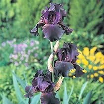 519A9qgrkiL._AC_UL210_SR210,