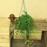 観葉植物　多肉植物：カランコエ　フィフィ*（吊り鉢）