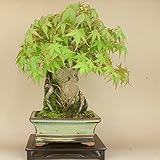 いよじ園 【】 山モミジ 石付 貴風盆栽 （いよじ園）