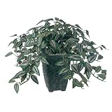 エフプランター 人工観葉植物-セブリナ-25-3号鉢-Pスクエア(BK)