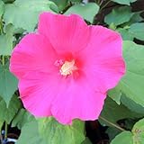 芙蓉（フヨウ）赤花の苗