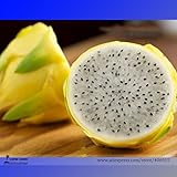 Rare Large Yellow Dragon Fruit Pitaya Organic Seeds, Professional Pack, 30 Seeds / Pack, Sweet Selen