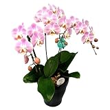 ミニ胡蝶蘭 ギフト 6号鉢 3本立 ピンク02 送料無料 お花 プレゼント お祝い 生花 鉢植え 開店祝い 父の日 敬老の日 おじいちゃん おばあちゃん 贈り物