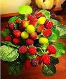 フレッシュで かわいい ラズベリー 模型 36個の 実付き インテリアグリーン 装飾などに (レッド&グリーン)