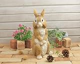 野川農園カールラビット L