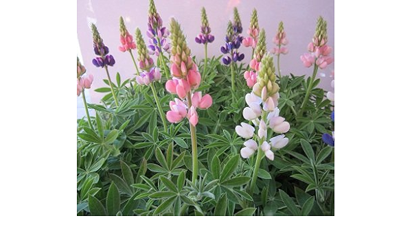 Amazon Co Jp 耐寒性 ルピナス ピクシーデライト ピンク系 2株セット イングリッシュガーデン コンテナガーデン Diy 工具 ガーデン