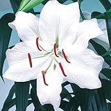 国華園　ユリ　花ユリ　超特大球　カサブランカ　2球【※発送が国華園からの場合のみ正規品です】