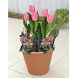 そのまま植えて楽しむセット／桃のチューリップ　[秋植え球根と植え付け用紙容器のセット] ノーブランド品