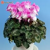 レア緑白シクラメンの花の種鉢植えバルコニーラビット花植物種子100個/ロット