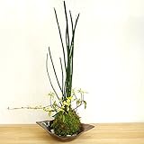 きりりとした立ち姿のトクサと足元には色々な葉色が楽しめる【トクサ・テイカカズラの苔玉・焼締茶器セット】 (敷石の色（白）)