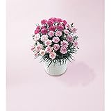 母の日ギフト 花 プレゼント 人気 ランキング 早割 大人気 数量限定　カーネーション鉢植え　ビアンフェ３色ミックス　 60代 70代 80代 もらって うれしい メッセージカード　iprsad