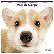 カレンダー 2019 壁掛け THE DOG 犬 ウェルシュ・コーギー 403235 2018年9月―2019年12月 アーリスト イヌ いぬ Welsh Corgi
