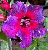 Adenium obesum Kaleidoscope - Karoo rose - desert rose - impala lily - 3 seeds