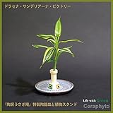 「ドラセナ・サンデリアーナ・ビクトリー」と陶房「うさぎ庵」特製皿と植物スタンド　1個セット　【土なし　清潔　水やり簡単　セラハイト】