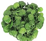 [スプレンノ] Splenno 壁掛け 観葉植物 フェイク グリーン 12本 セット 結束バンド 付き (黄金葛)