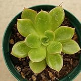 ツキニシキ 月錦 7.5cmポット エケベリア Echeveria.cv 'tukinisiiki' 福岡県産 多肉植物 多肉 観葉植物 インテリアグリーン 寄せ植えに