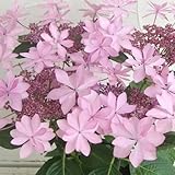 アジサイ：ダンスパーティー3.5号ポット[加茂セレクション][育てるアジサイ] ノーブランド品