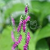 ネジバナ(モジズリ）：レブンモジズリ2.5号ポット[礼文モジズリ・ねじばな・小型濃色花] ノーブランド品