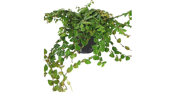 Amazon フィカス プミラ プチラ 5ポットセット 3号苗 プミラ ミニマ 観葉植物 苗 セット販売 まとめ売り 観葉植物 オンライン通販